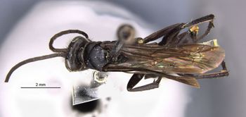 Media type: image;   Entomology 28386 Aspect: habitus dorsal view